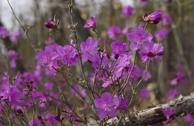 Юбилейный вечер «Дунаевские. Двойной портрет»